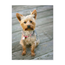 Yorkshire Terrier Puppy - jjhelene ontwerp