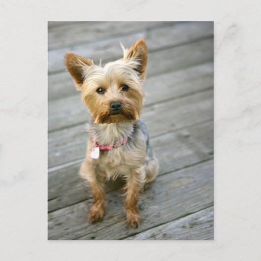 Yorkshire Terrier Puppy - jjhelene ontwerp Briefkaart (Voorkant)