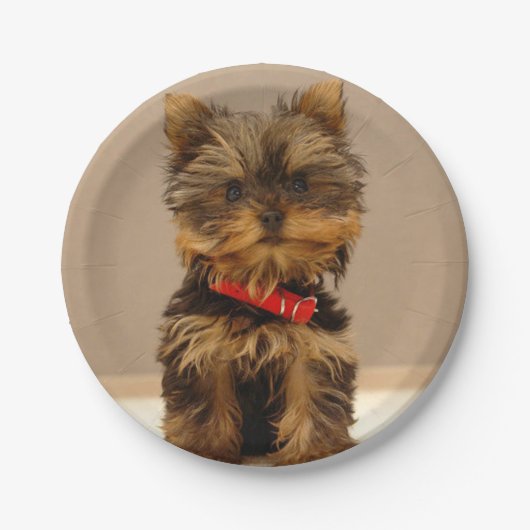 Yorkshire Terrier Puppy Papieren Bordje (Voorkant)