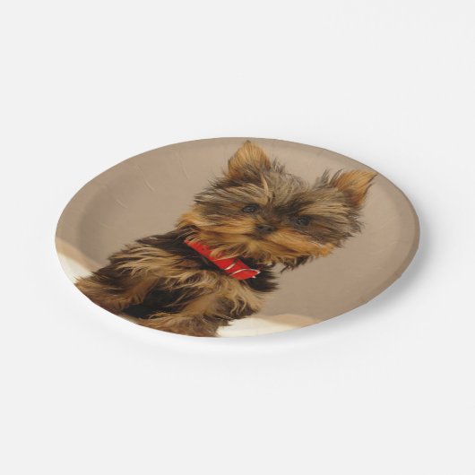Yorkshire Terrier Puppy Papieren Bordje (Gekanteld)