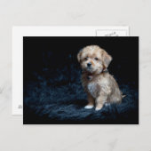 Yorkshire Terrier Puppy Postcard Briefkaart (Voorkant / Achterkant)