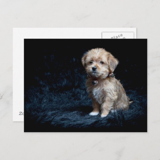 Yorkshire Terrier Puppy Postcard Briefkaart (Voorkant / Achterkant)