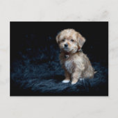 Yorkshire Terrier Puppy Postcard Briefkaart (Voorkant)