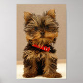 Yorkshire Terrier Puppy Poster (Voorkant)