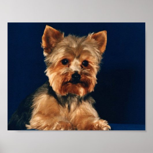Yorkshire Terrier Puppy Poster (Voorkant)