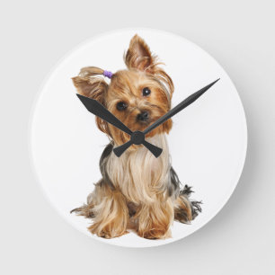 Yorkshire Terrier Puppy Ronde Klok