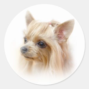 Yorkshire Terrier Puppy Ronde Sticker