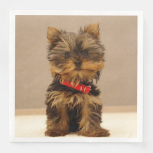 Yorkshire Terrier Puppy Servet