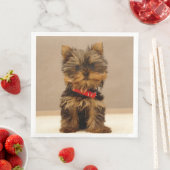 Yorkshire Terrier Puppy Servet (Insitu)