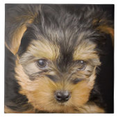 Yorkshire Terrier Puppy Tegeltje (Voorkant)