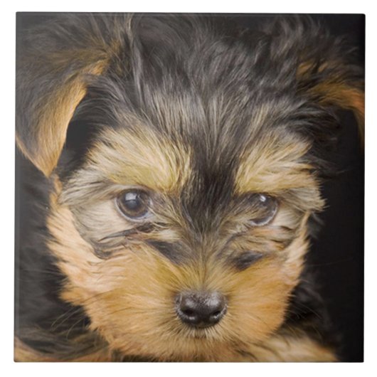 Yorkshire Terrier Puppy Tegeltje (Voorkant)