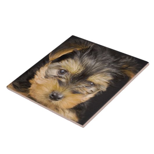 Yorkshire Terrier Puppy Tegeltje (Zijkant)