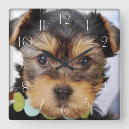 Yorkshire Terrier Puppy Vierkante Klok