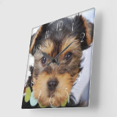 Yorkshire Terrier Puppy Vierkante Klok (Hoek)