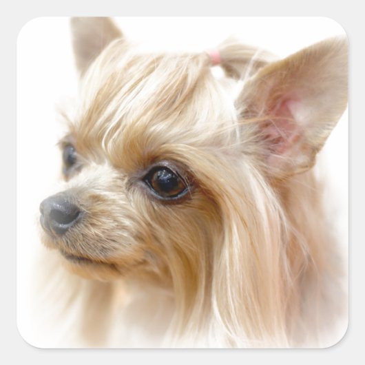 Yorkshire Terrier Puppy Vierkante Sticker (Voorkant)