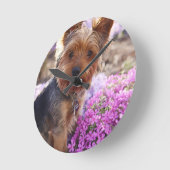 Yorkshire Terrier Ronde Klok (Hoek)