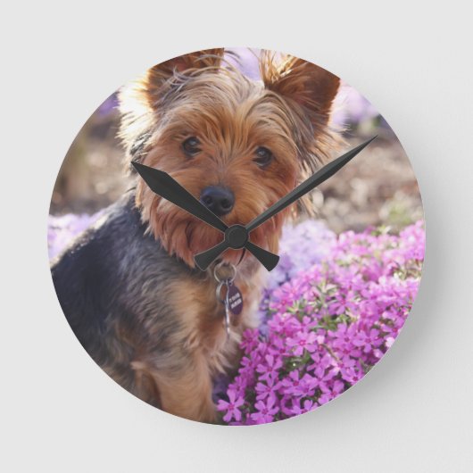 Yorkshire Terrier Ronde Klok (Voorkant)
