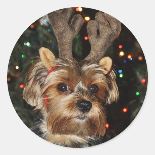 Yorkshire Terrier Ronde Sticker (Voorkant)