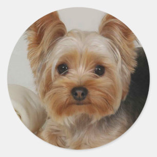 Yorkshire Terrier Ronde Sticker