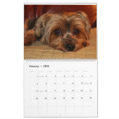 Yorkshire Terrier Schattige Yorkies 2024 Kalender
