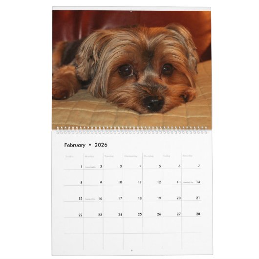 Yorkshire Terrier Schattige Yorkies 2024 Kalender (Feb 2026)
