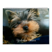 Yorkshire Terrier Schattige Yorkies 2024 Kalender (Hoes)