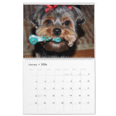 Yorkshire Terrier Schattige Yorkies 2024 Kalender
