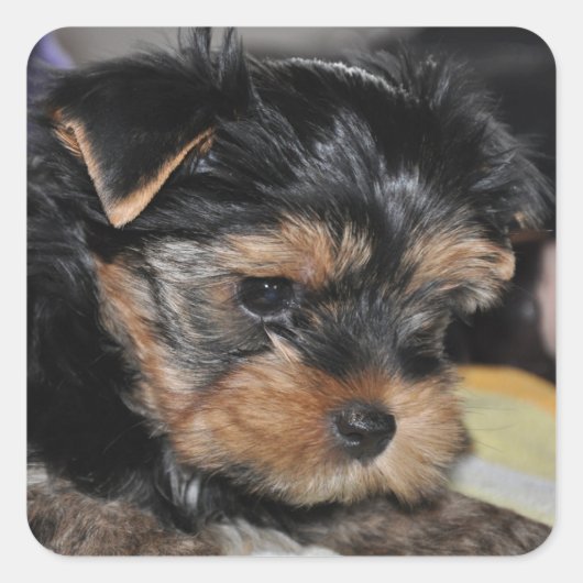 Yorkshire Terrier Square Sticker (Voorkant)