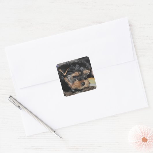 Yorkshire Terrier Square Sticker (Envelop)