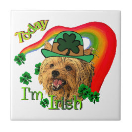 Yorkshire Terrier St Patricks Tegeltje