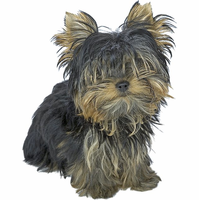Yorkshire Terrier Staand Fotobeeldje (Voorkant)