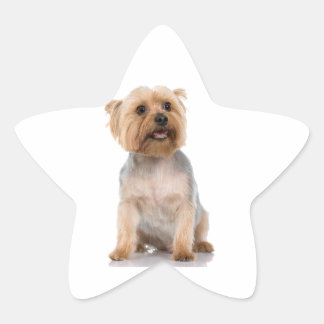 Yorkshire Terrier Ster Sticker