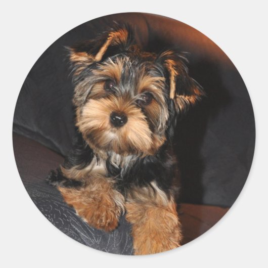 Yorkshire Terrier Sticker (Voorkant)