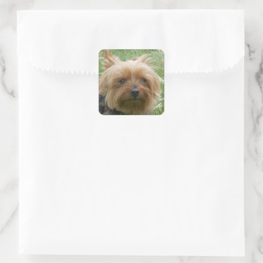 Yorkshire Terrier Stickers (Tas)