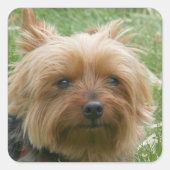 Yorkshire Terrier Stickers (Voorkant)