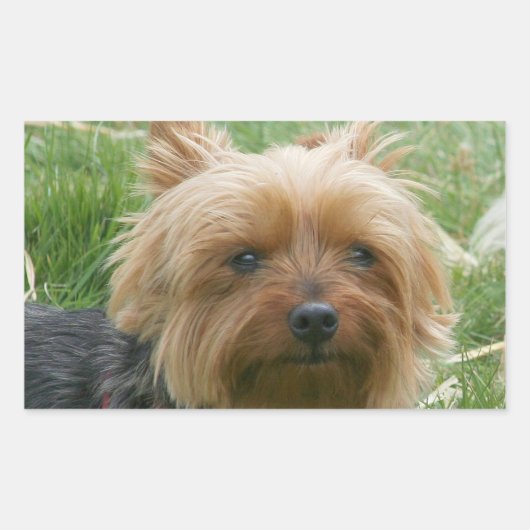 Yorkshire Terrier Stickers (Voorkant)