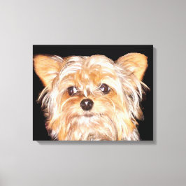 Yorkshire Terrier Stretched Canvas Print