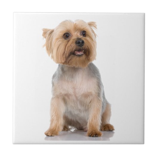 Yorkshire Terrier Tegeltje (Voorkant)