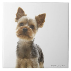 Yorkshire Terrier Tegeltje