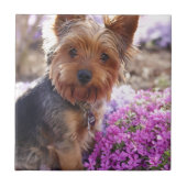 Yorkshire Terrier Tegeltje (Voorkant)