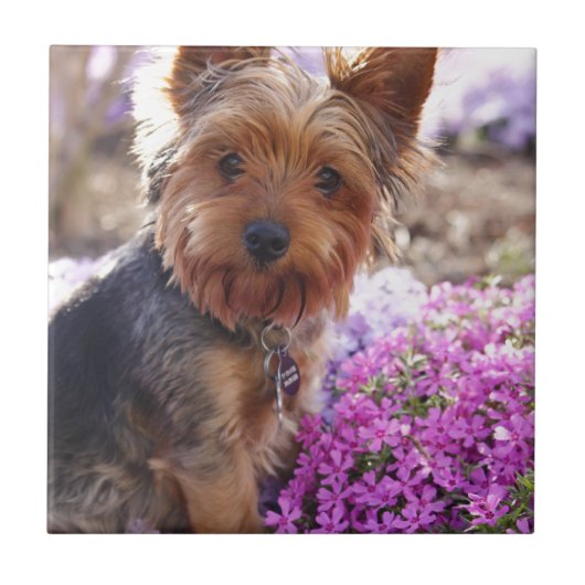 Yorkshire Terrier Tegeltje (Voorkant)