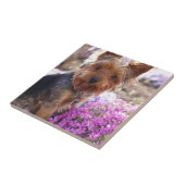 Yorkshire Terrier Tegeltje (Zijkant)