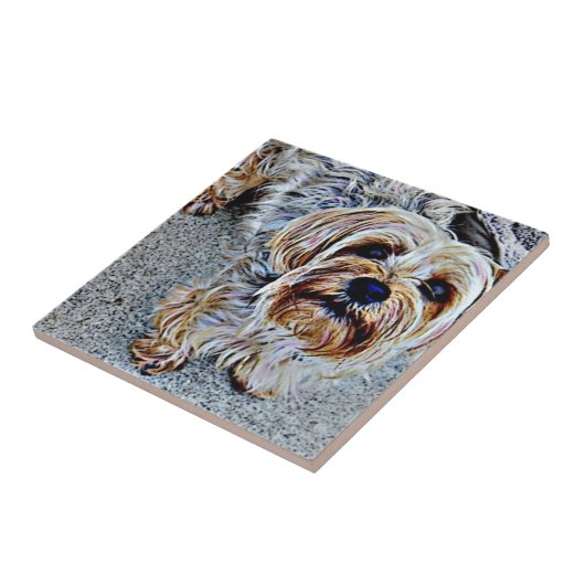 Yorkshire Terrier Tegeltje (Zijkant)