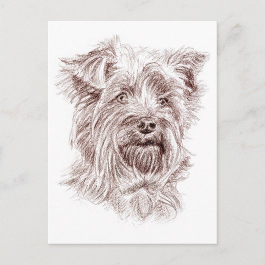 Yorkshire Terrier Tekening Briefkaart (Voorkant)