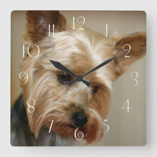 Yorkshire Terrier Vierkante Klok