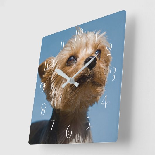 Yorkshire Terrier Vierkante Klok (Hoek)