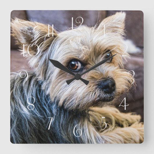 Yorkshire Terrier Vierkante Klok (Voorkant)