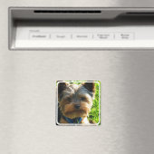 Yorkshire Terrier vierkante magneet (Insitu (Vaatwasser))
