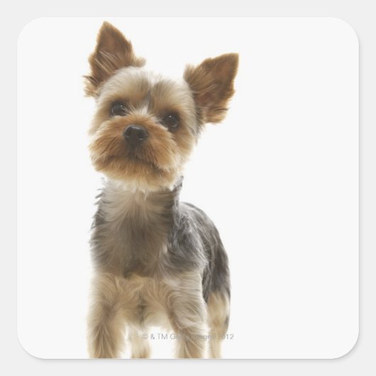 Yorkshire Terrier Vierkante Sticker (Voorkant)