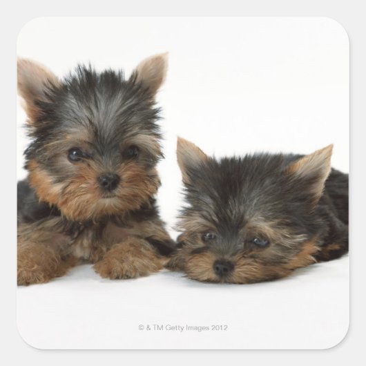 Yorkshire Terrier Vierkante Sticker (Voorkant)